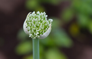 The head of an onion inflorescence.