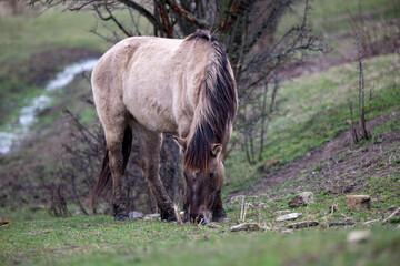 Naklejka na ściany i meble Exmoor-Pony und Konik Pferde im Landschaftspark Nohra
