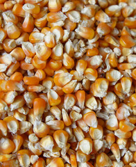 corn maize background