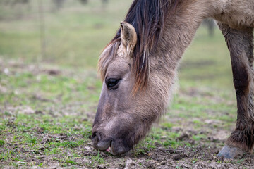 Exmoor-Pony und Konik Pferde im Landschaftspark Nohra