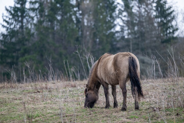 Exmoor-Pony und Konik Pferde im Landschaftspark Nohra