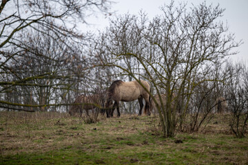 Exmoor-Pony und Konik Pferde im Landschaftspark Nohra