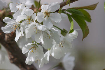 White flowers of the cherry tree.