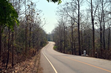 road in the forest