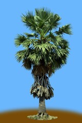 sugar tree against sky