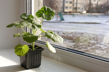 Young pelargonium seedlings stand on the window sill. rooting and growing flower plants at home by...
