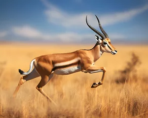 Fotobehang Impala antelope (Aepyceros melampus) running © Wazir Design