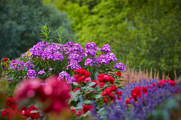 Rosen im Kurpark, Bad Sassendorf, 2023, 