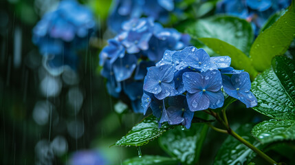 雨に打たれる紫陽花の花　梅雨イメージ