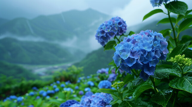 雨に打たれる紫陽花の花　梅雨イメージ