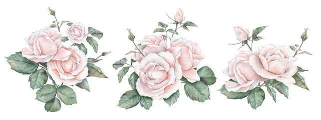 Set of white cream rose, collection garden flowers, leaves. Clipart watercolor hand painting...
