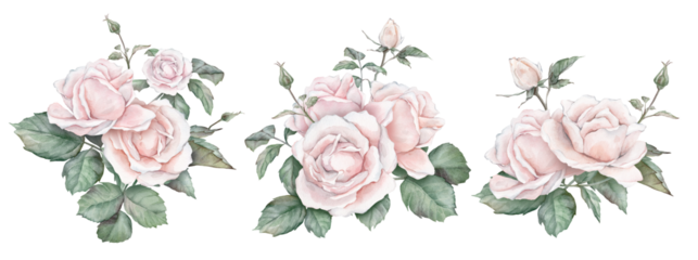 Set of white cream rose, collection garden flowers, leaves. Clipart watercolor hand painting illustration on isolated white background. Element natural plant twigs with light pink rose for design.