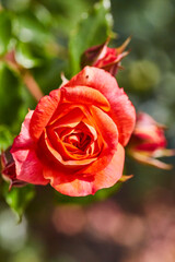 Rosen im Kurpark, Bad Sassendorf, 2023, 