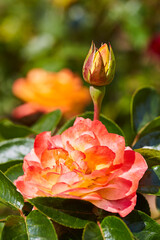 Rosen im Kurpark, Bad Sassendorf, 2023, 