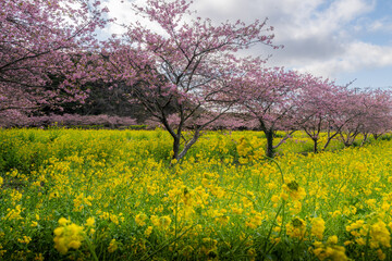 Fototapeta premium 千葉県旭市 岩井の堰 河津桜と菜の花