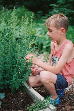 Little boy cutting oregano in garden