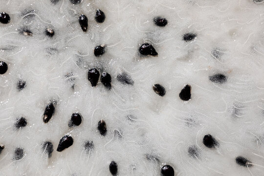Macro close-up of the pulp of a pitahaya fruit