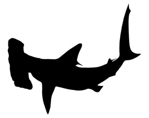 Silhouette eines Hammerhais - 751264308