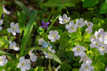 Oxalis acetosella common wood sorrel white group of wild flowers in bloom, woodland small flowering plant
