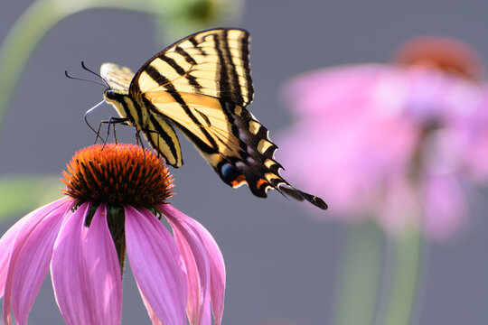 Western Tiger Swallowtail Butterfly