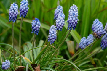 Muscari armeniacum Valerie Finnis ornamental springtime flowers in bloom, Armenian grape hyacinth light blue flowering plants