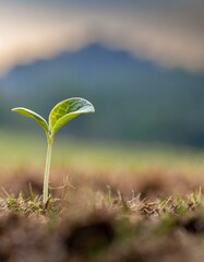 A small sprout sprouts between the dried grass.