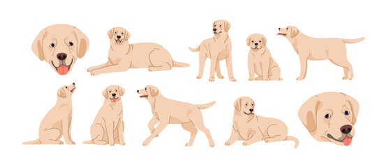 Cute dog, pup of Labrador retriever breed. Doggy, puppy, purebred lab in sitting, lying, standing, running positions set. Canine animal, pet. Flat vector illustrations isolated on white background