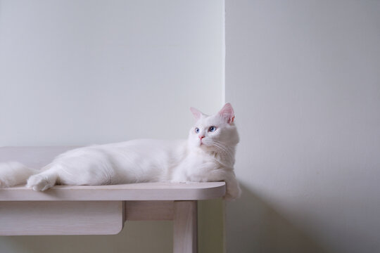 Fototapeta White Cat with the minimalism desk
