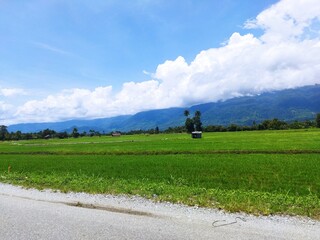 Fototapeta na wymiar Rice plants with a beautiful mountain background.