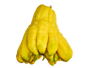 Fresh citron fruit etrog isolated on a transparent background, used in the Jewish holiday Sukkot, high-resolution image with detailed texture
