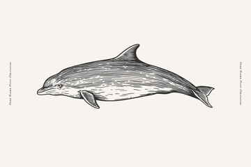Hand-drawn image of a dolphin. Ocean animal on a light background. Vector illustration in vintage engraving style for your design.