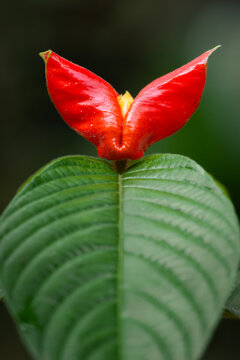 Hot lips plant