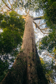 Giant tree in the forest