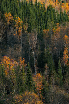 Telephoto shot of a forest woodlands of arctic northern scandinavia