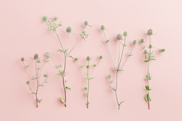 Botanical pattern from natural wild flowers, minimal style, green prickly plants on pastel pink background. The sea holly or eryngo aesthetic still life nature flat lay, top view scene