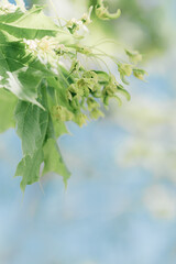 Young Green Maple Leaves and first flowers on spring blossoming branches tree,  pastel colored spring natural blurred background, copy space, outdoors nature scenery, new leaf growth, bokeh