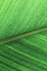 Green palm leaf macro, textured tropical leaves summer tropical plant as natural background. Green...