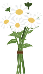 Daisy Flower