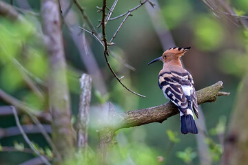 Eurasian hoopoe in the forest  © Janusz