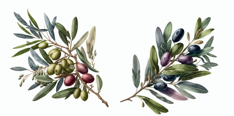 Detailed Vector Illustration of Olive Branches with Green and Purple Olives, Isolated on White