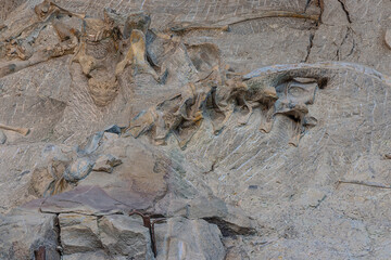 Example of excavated fossilized dinosaur bones in the wall of bones on display at the Quarry...