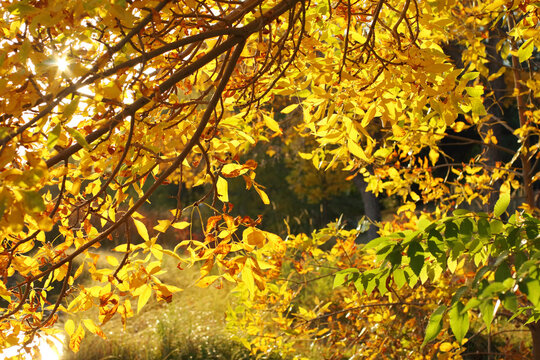Background image of autumn leaves.