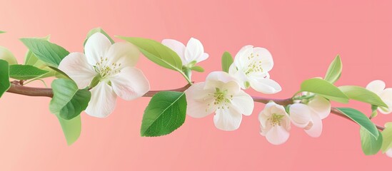 A branch with white flowers and green leaves is blooming on a fruit tree against a pink gradient background. The delicate flowers contrast beautifully with the vibrant green leaves.