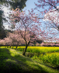 千葉県旭市　岩井の堰　河津桜と菜の花