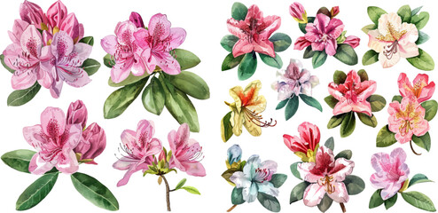 Watercolor rhododendron flowers set, hand painted