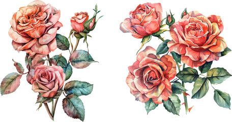 Antique Roses Watercolor illustration