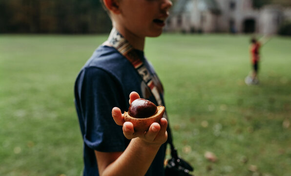 Buckeye Nut