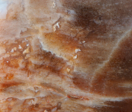 Petrified fossil texture macro