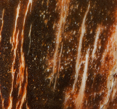 Petrified fossil texture macro
