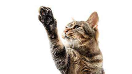 cat giving high five isolated on transparent background